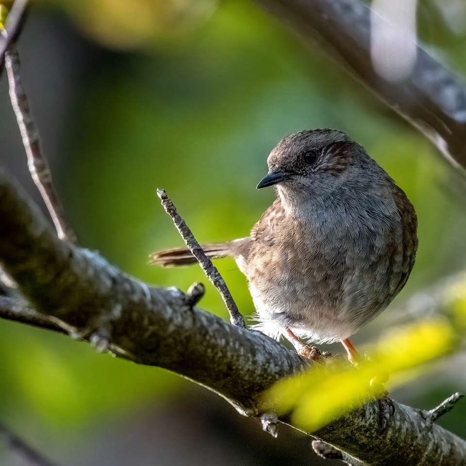 Brown ptak na gałęzi drzewa puzzle online