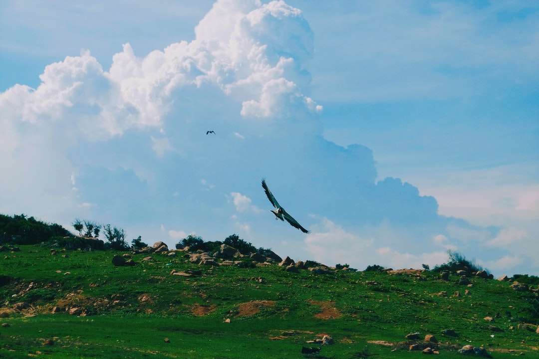 Czarny ptak latający nad zieloną trawą pola pod białymi chmurami puzzle online