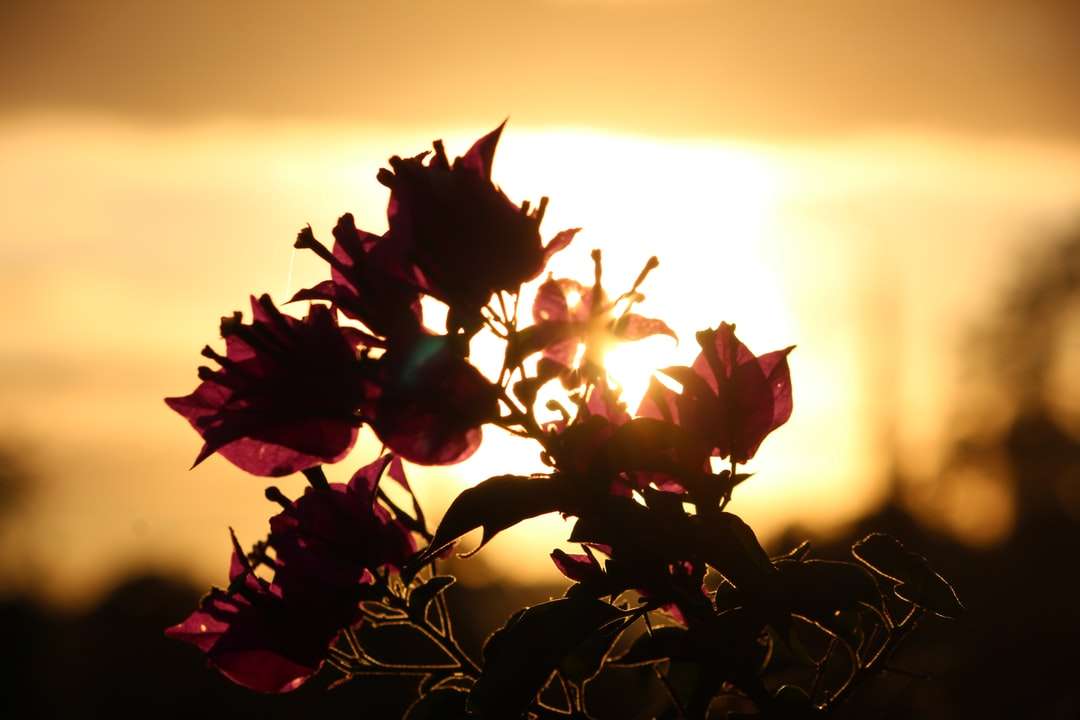 Röd blomma i närbild fotografering under solnedgången pussel