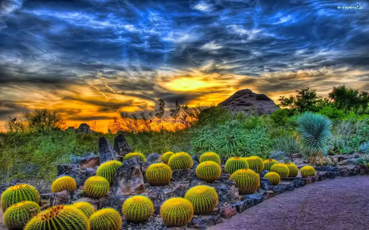 Zachód słońca- kaktusy puzzle online