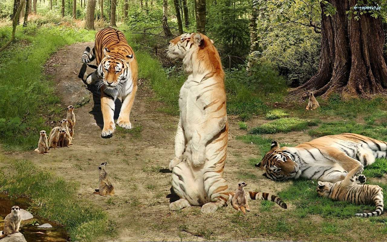 Tygrysy, surykatki puzzle online