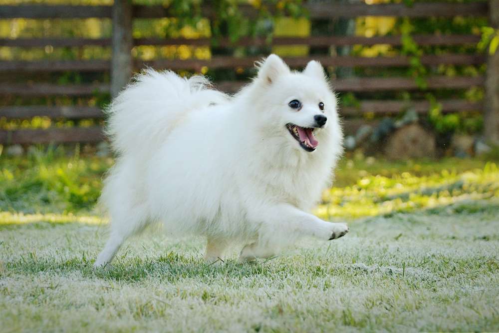 Fluffy White Dog Play Jigsaw Puzzle For Free At Puzzle Factory
