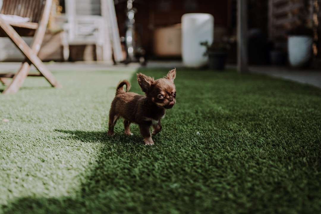 Brązowy krótki powlekany mały pies na zielonej trawie polu puzzle online
