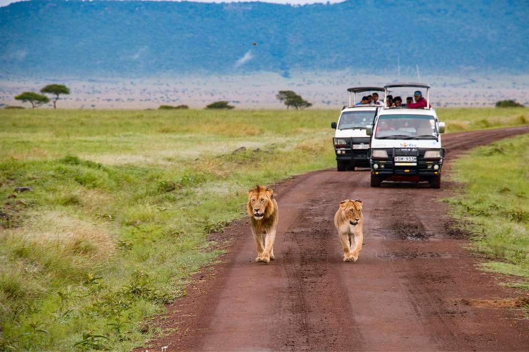 Brązowy lew i lwica chodzą na drodze gruntowej w ciągu dnia puzzle online