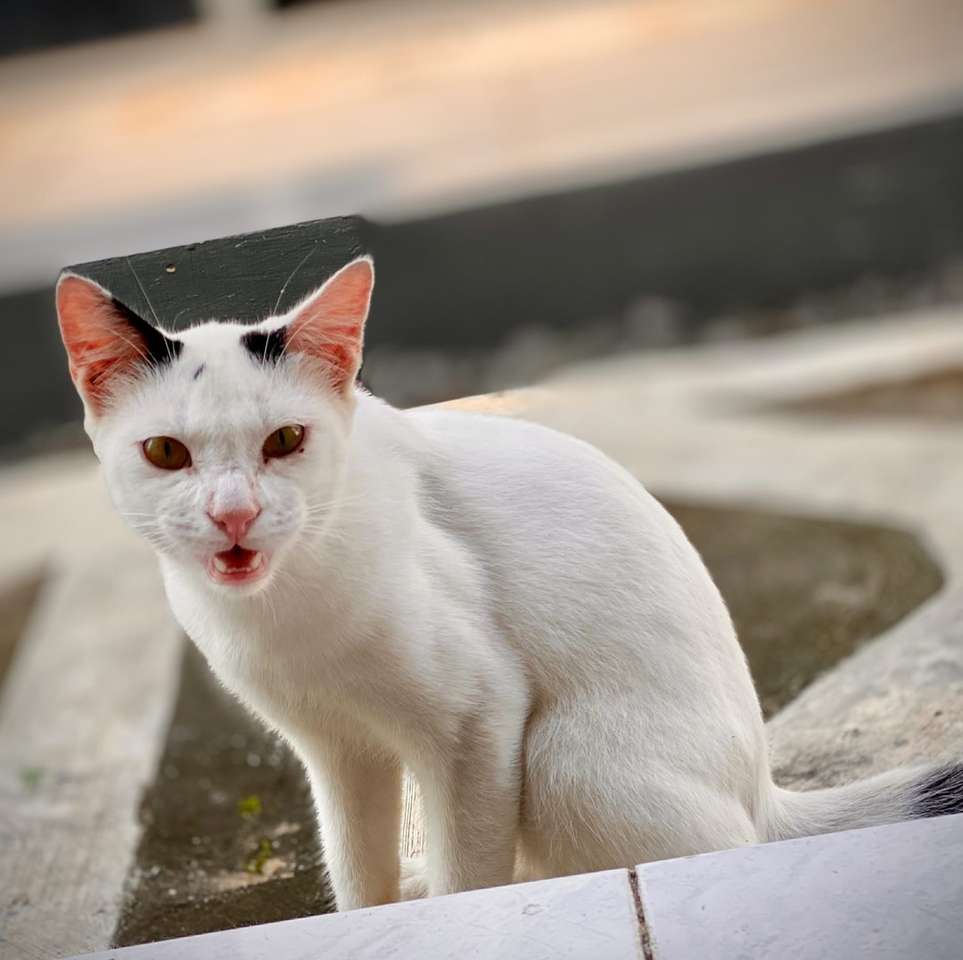 Biały kot na szarej betonowej powierzchni w ciągu dnia puzzle online