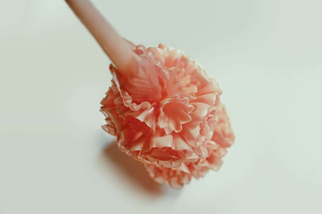 różowy kwiat na białej powierzchni puzzle online