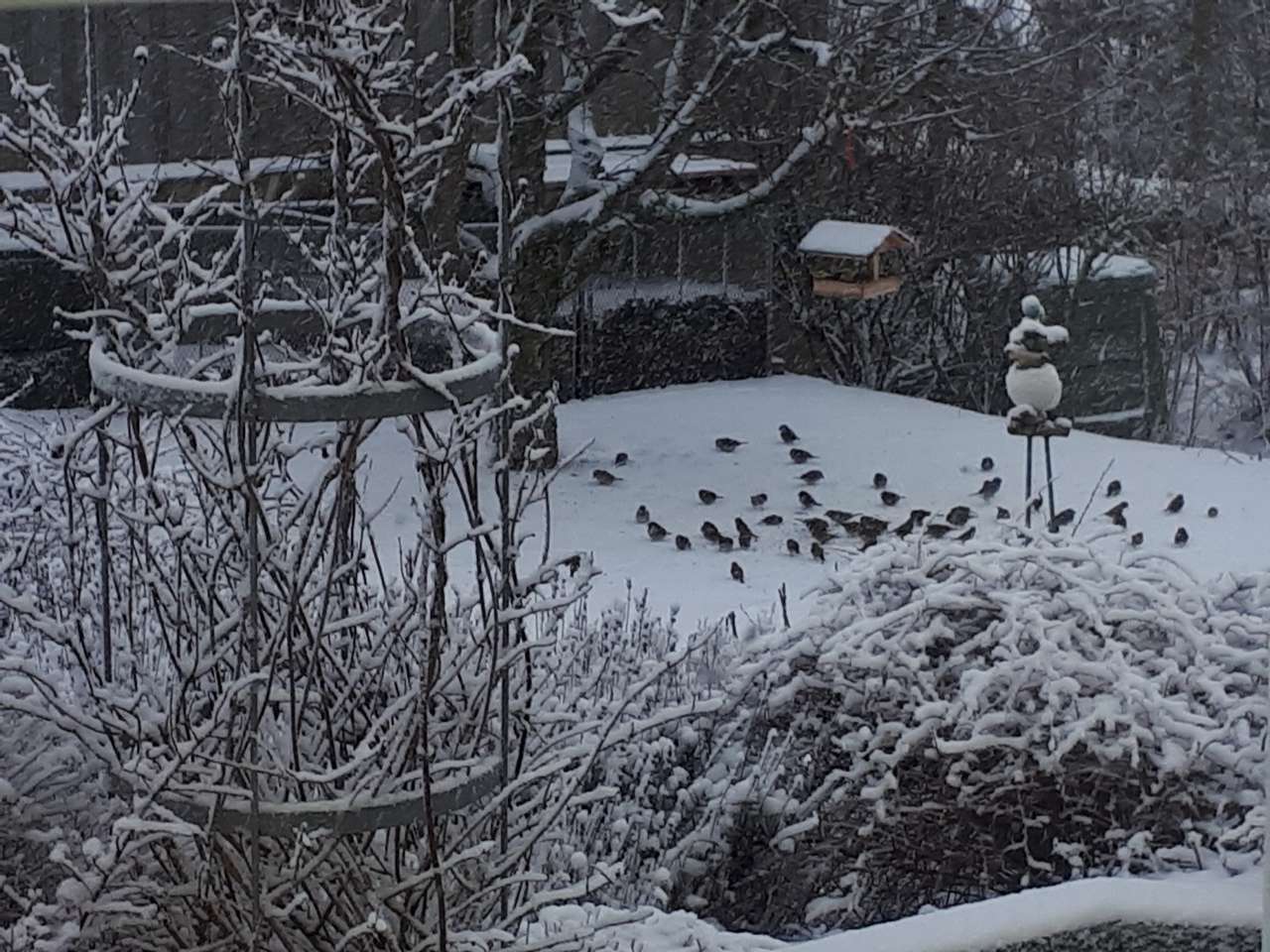 Ptaki w ogrodzie zimowym puzzle online
