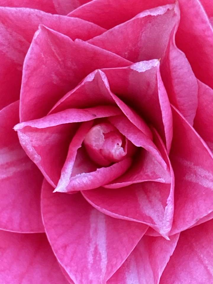 Camellia Rose pussel