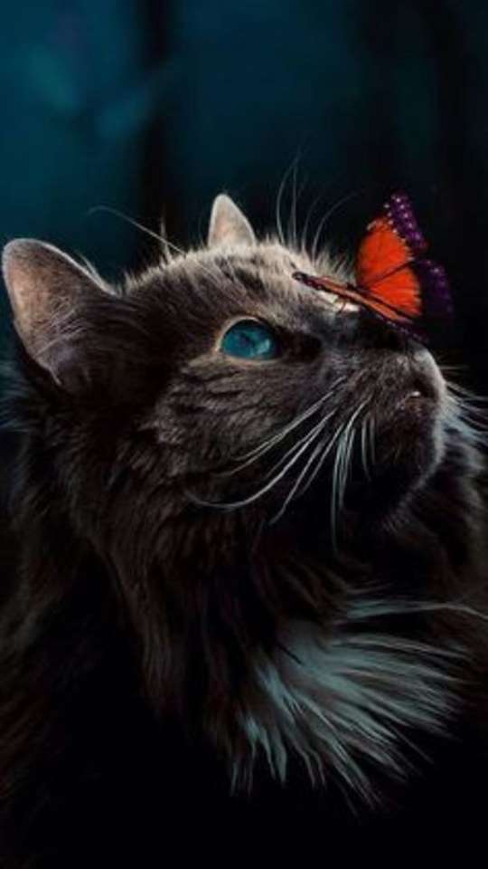Kot z motylem na nosie puzzle online