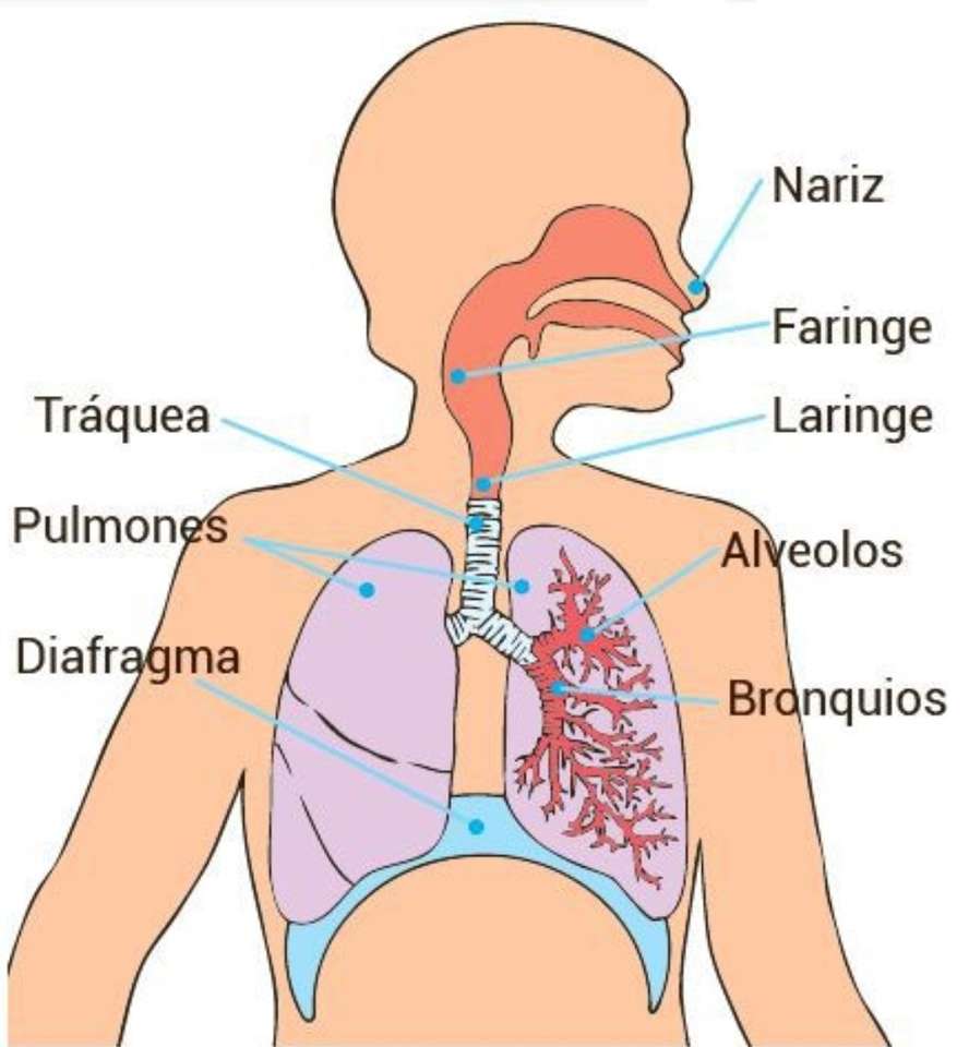 Ludzki układ oddechowy - CN puzzle online