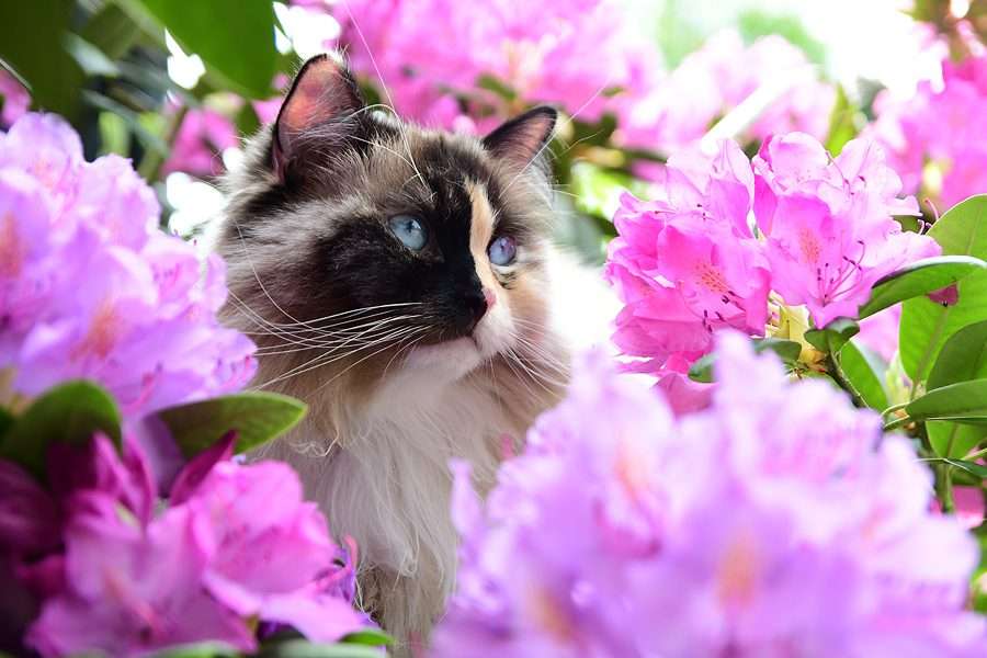 Siedzący kotek w kwiatach puzzle online
