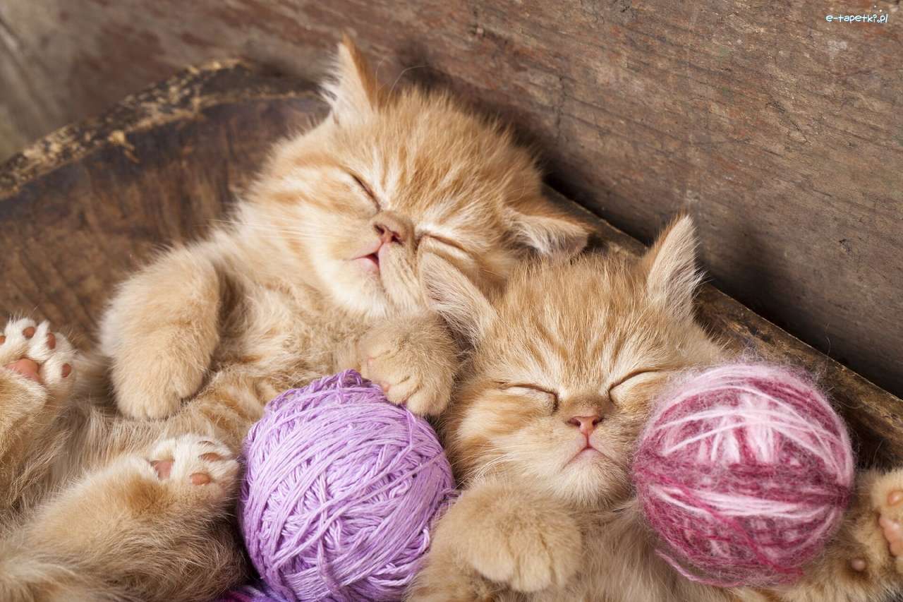Małe śpiące kotki puzzle online