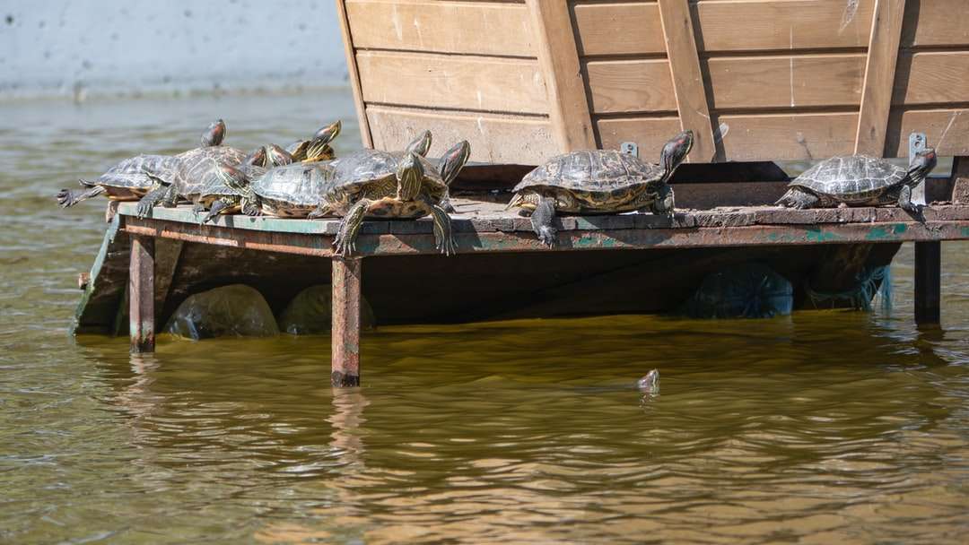Brązowa drewniana łódź na wodzie w ciągu dnia puzzle online