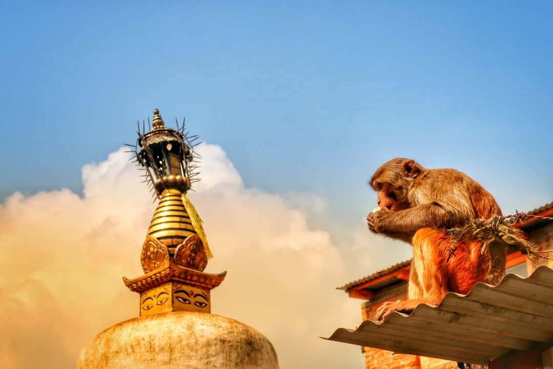 Brązowa małpa na złotej posągu puzzle online