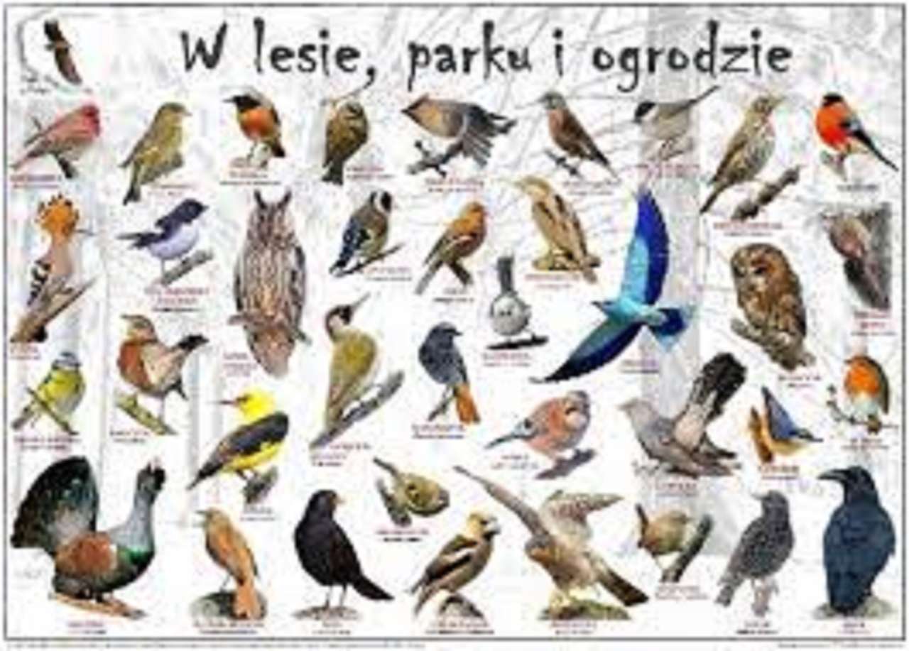 Ptaki Polski spotykane w lesie,parku i ogrodzie puzzle online