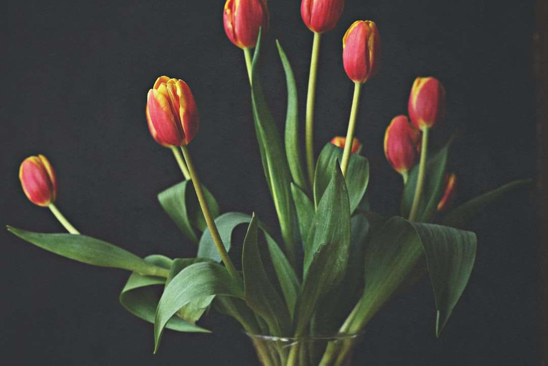 Czerwone tulipany w wazonie szklanym puzzle online