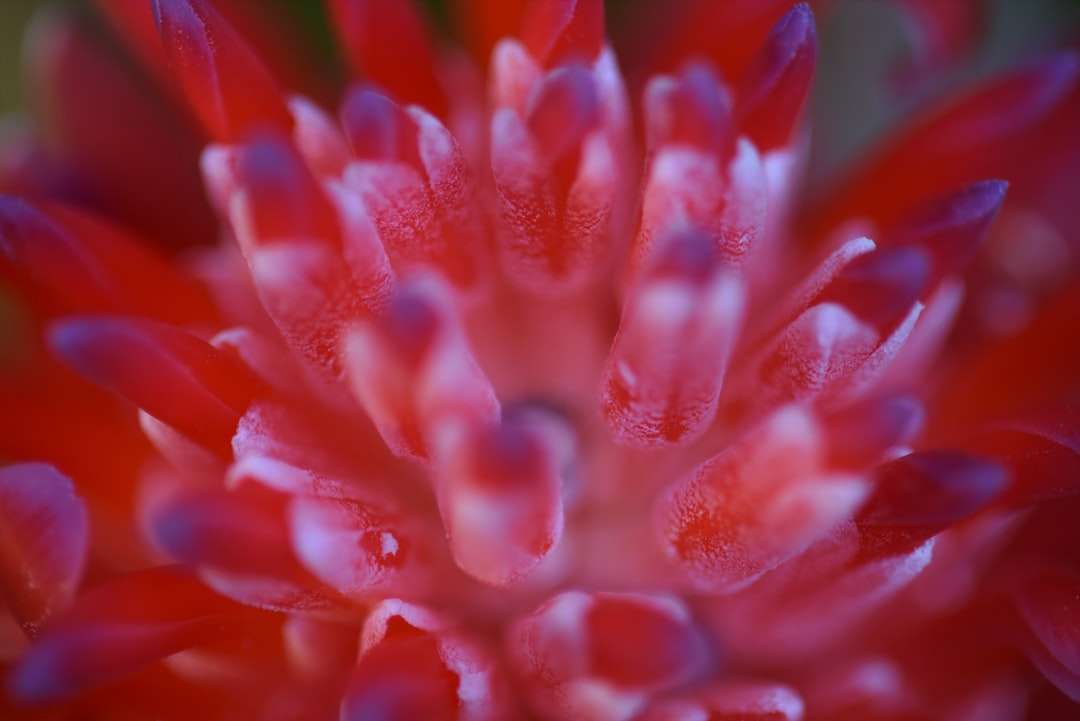 Czerwony kwiat w fotografii obiektywu makro puzzle online