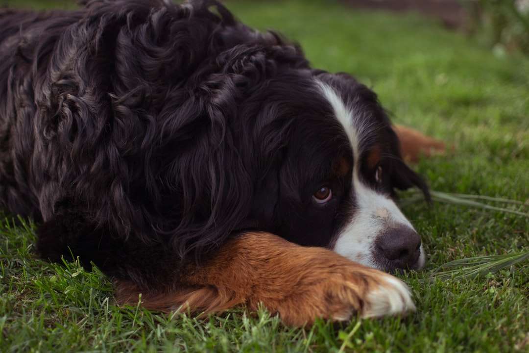 Câine acoperită de culoare neagră și maro, situată pe iarba verde puzzle