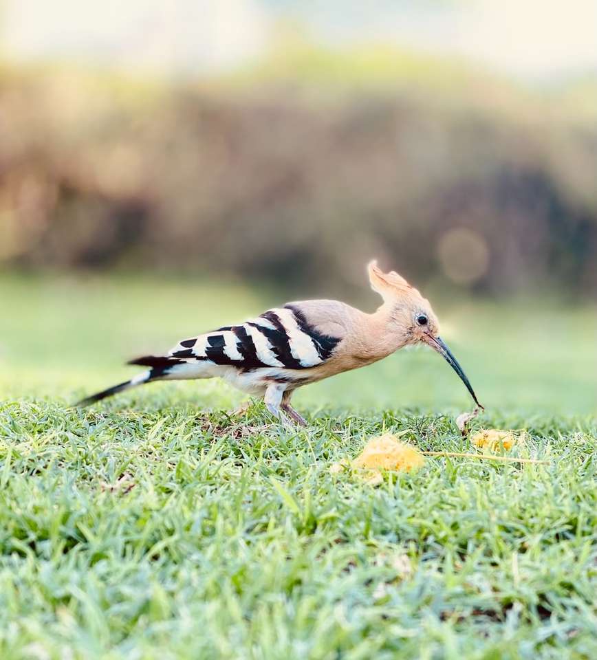 Czarny i biały ptak na zielonej trawie podczas dnia puzzle online