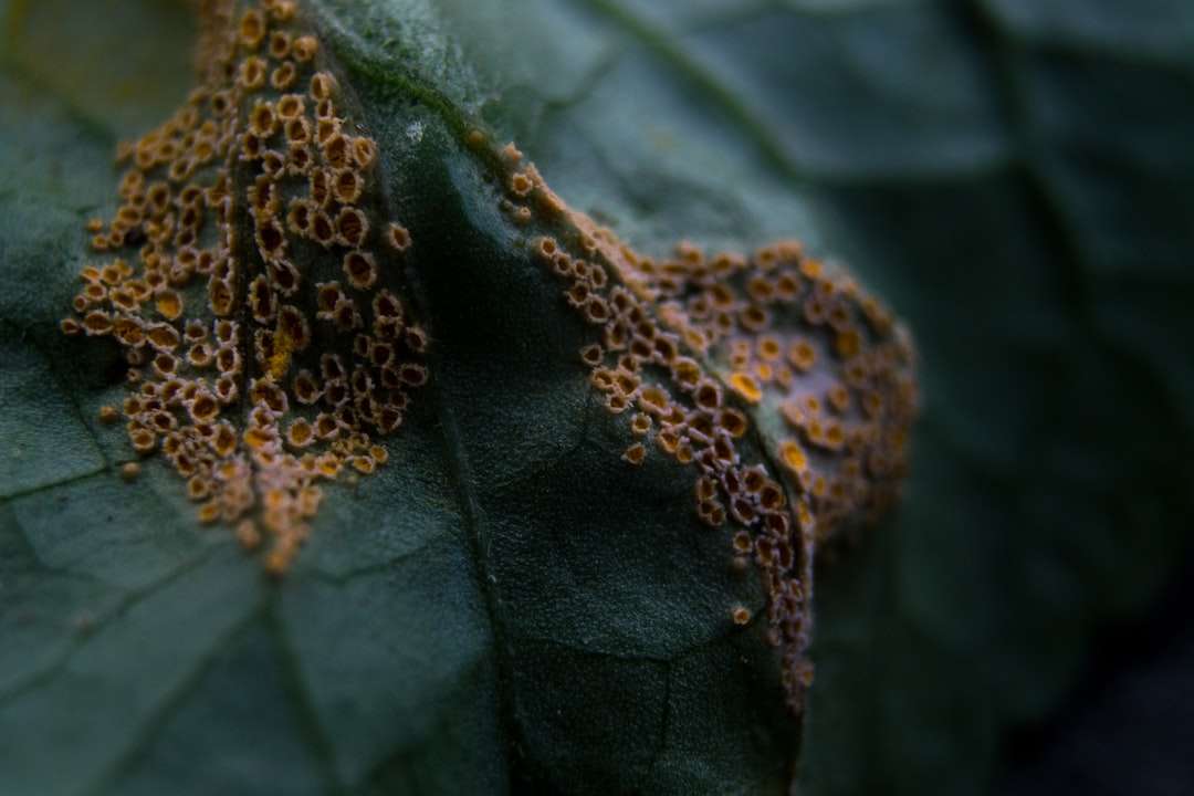 zielono-brązowa roślina liściasta puzzle online