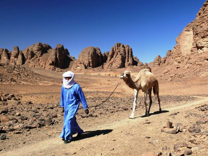 Wielbłąd w Algerii puzzle online