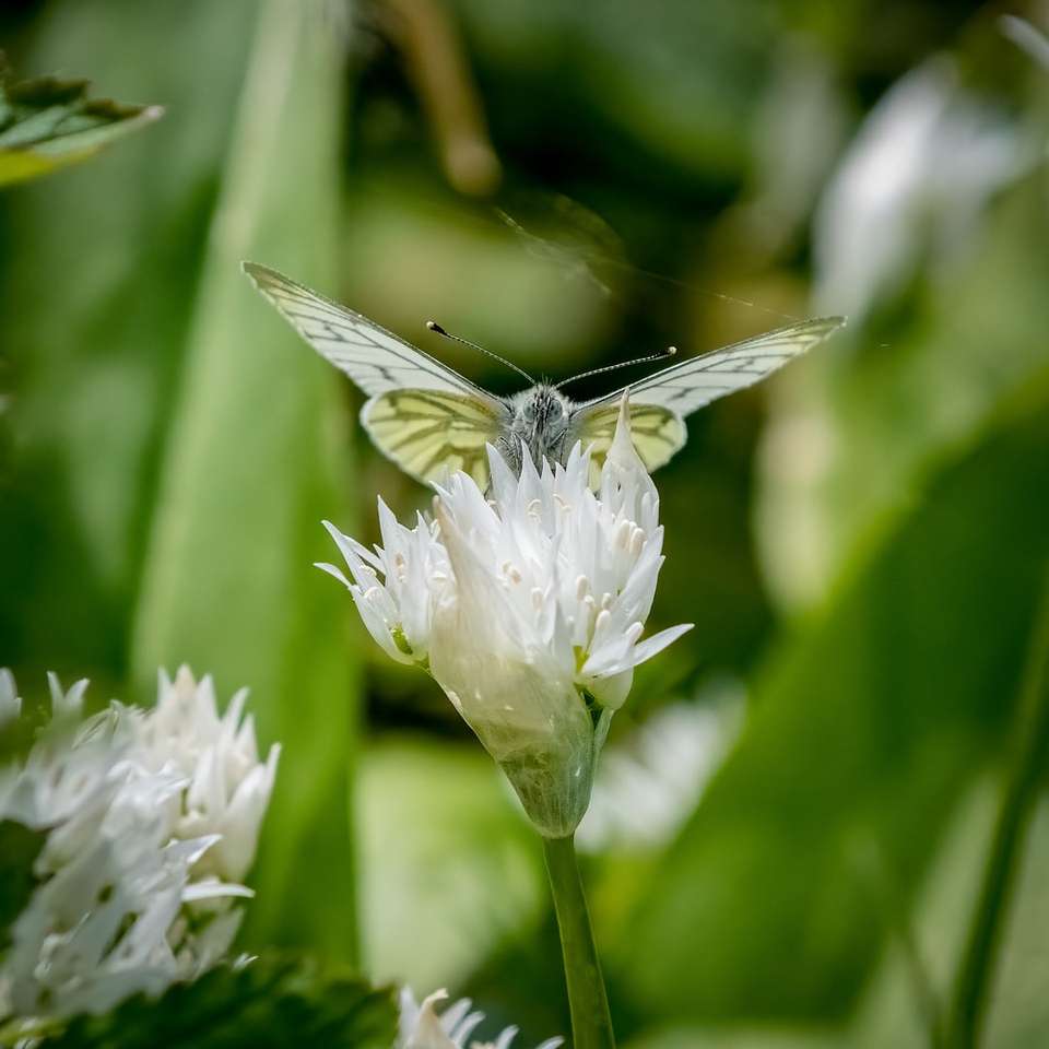 Czarno-biały motyl na białym kwiacie puzzle online