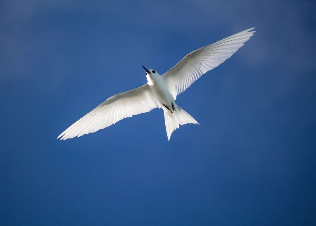 Biały ptak latający na niebie puzzle online