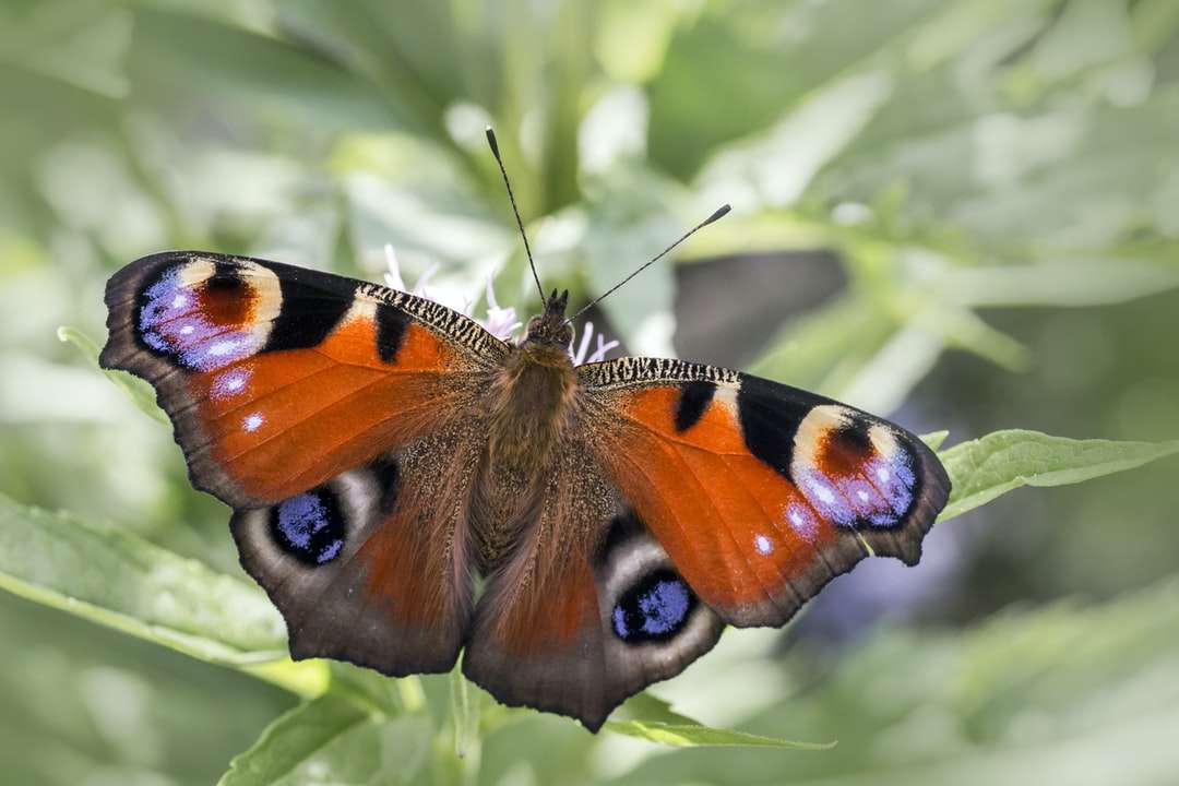 Peacock motyl siedzący na zielonym liściu puzzle online