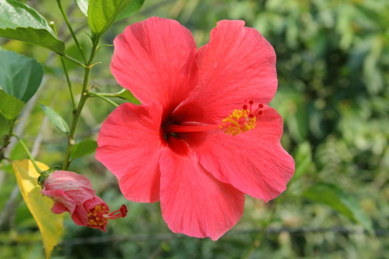Kwiat czerwony puzzle online