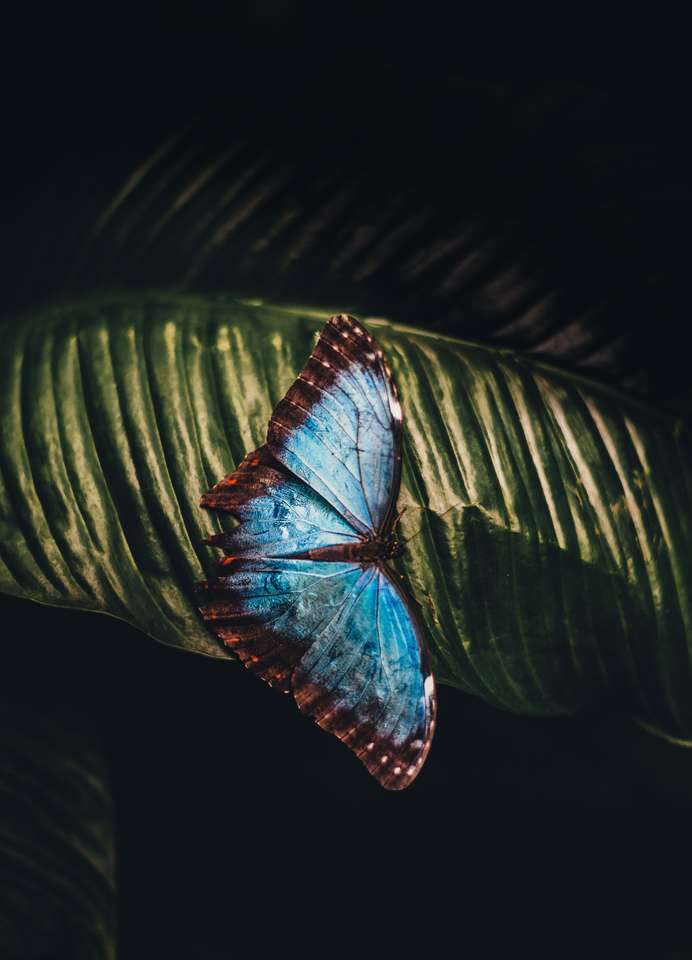 Motyl   niebieski puzzle online