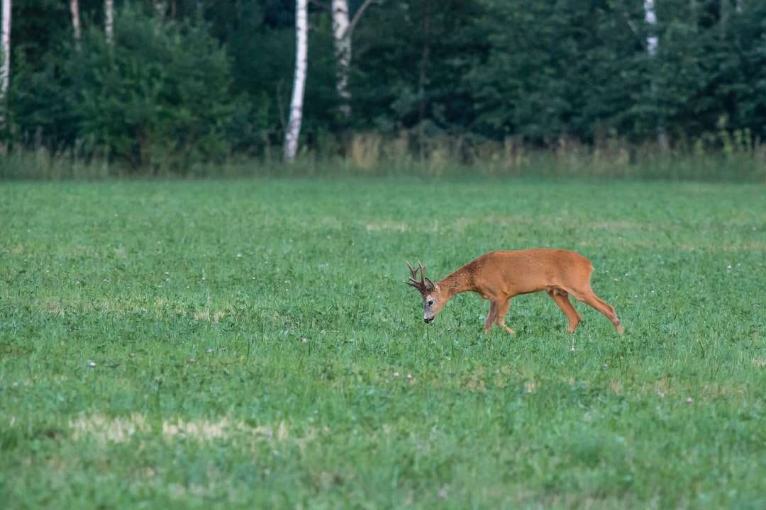 Brown jelenia na zielonej trawie polu w ciągu dnia puzzle online