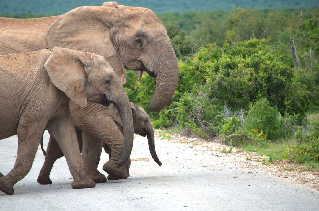 Brązowy słoń chodzący na białym piasku podczas dnia puzzle online