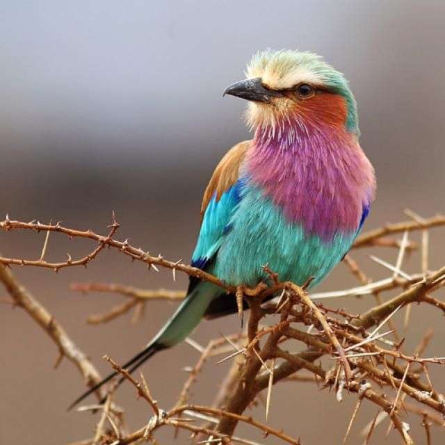 Kolorowy ptak. puzzle online