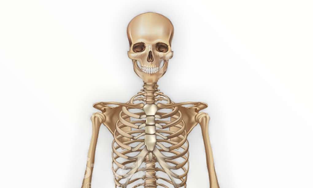 Przód wysoki szkielet puzzle online