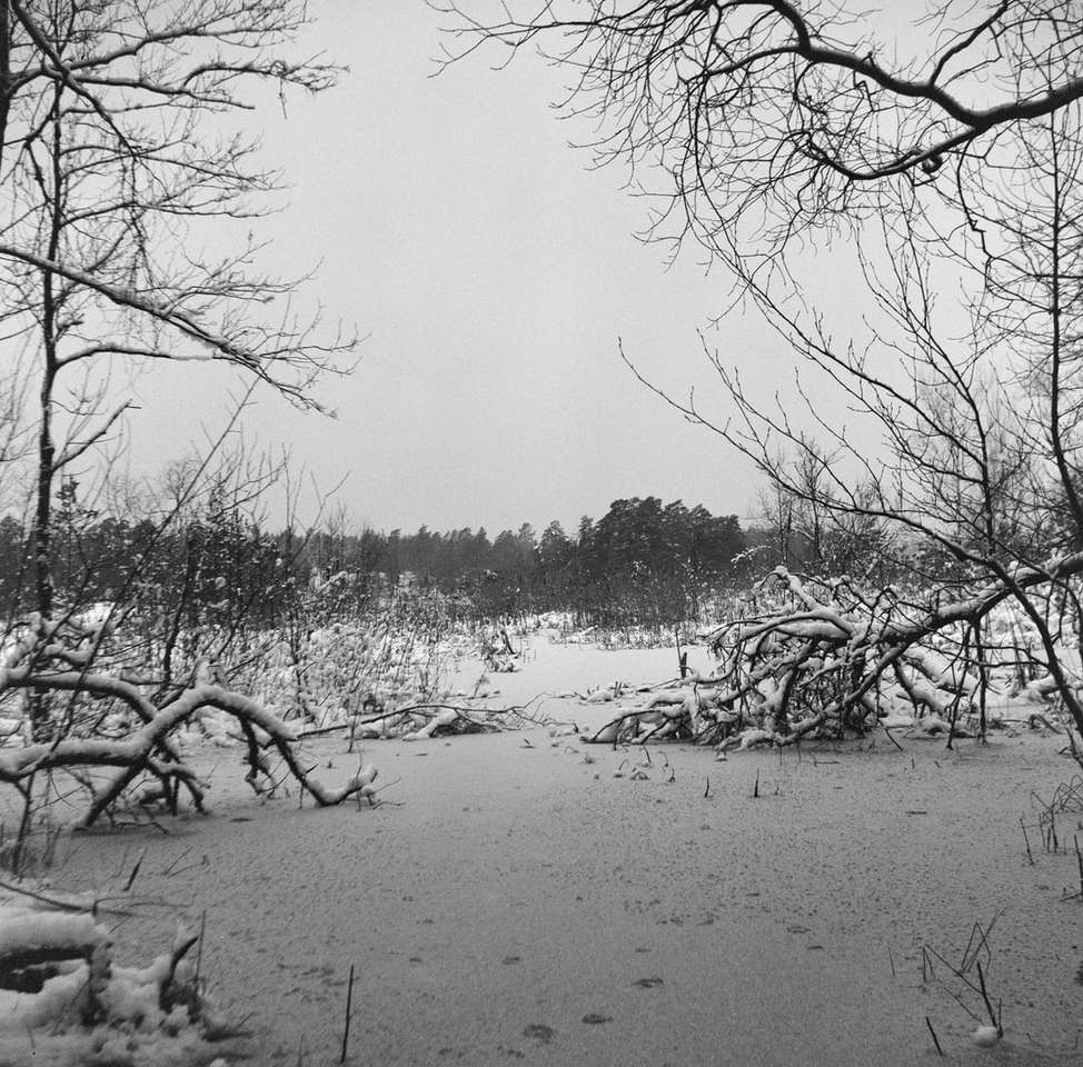 Skala szarości Zdjęcie nagie drzew na śniegu pokryte ziemią puzzle online