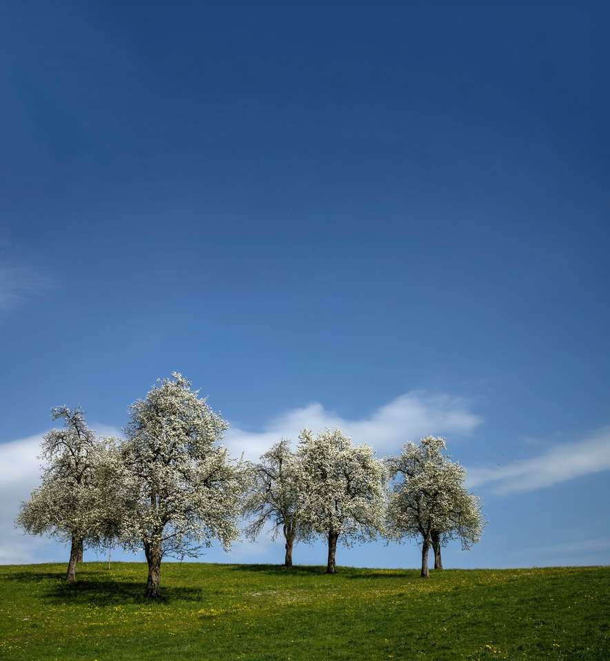 Zielone drzewa na zielonej trawie polu pod błękitnym niebem puzzle online
