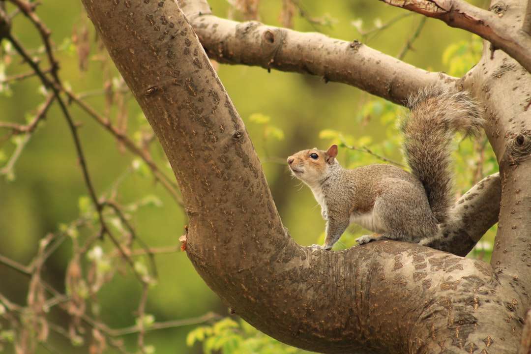 Brown wiewiórka na brown gałęzi drzewa w ciągu dnia puzzle online