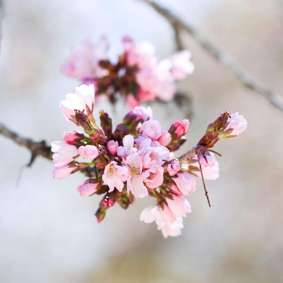 Różowe i białe kwiaty na gałęzi brown drzewa puzzle online