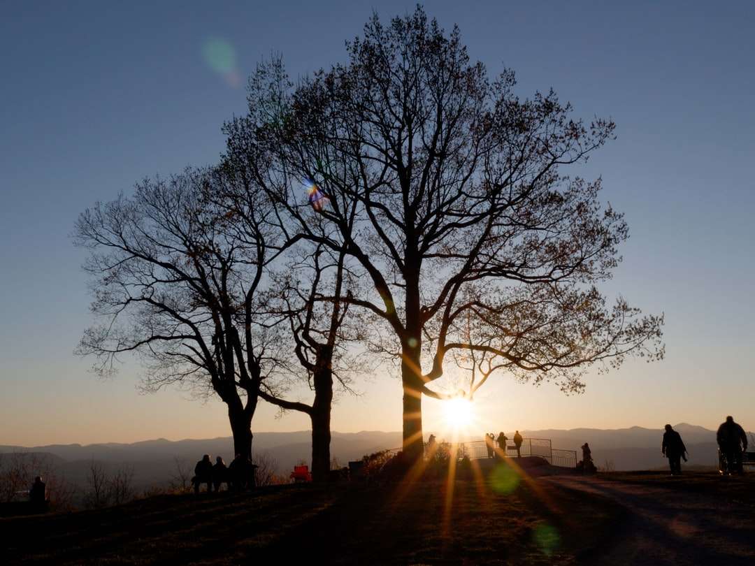Sylwetka drzew podczas zachodu słońca puzzle online