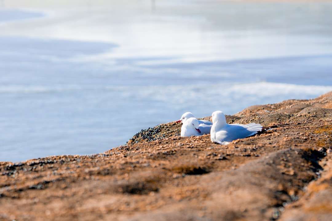 Bird alb și gri pe teren maro în timpul zilei puzzle