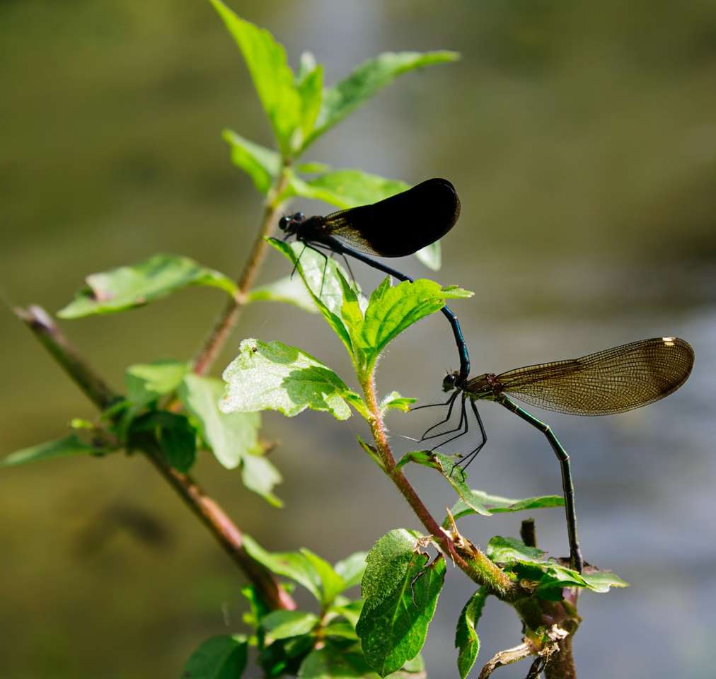 Czarny Dragonfly siedzący na zielonym liściu puzzle online