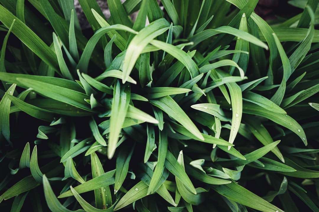Zielona roślina w zbliżeniu fotografii puzzle online