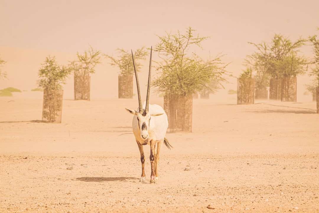 biały jeleń chodzący po brązowym piasku w ciągu dnia puzzle online
