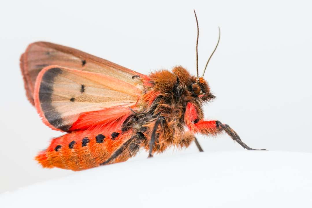 papillon brun et orange dans la photographie gros plan puzzle