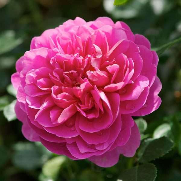 Fleur rose puzzle
