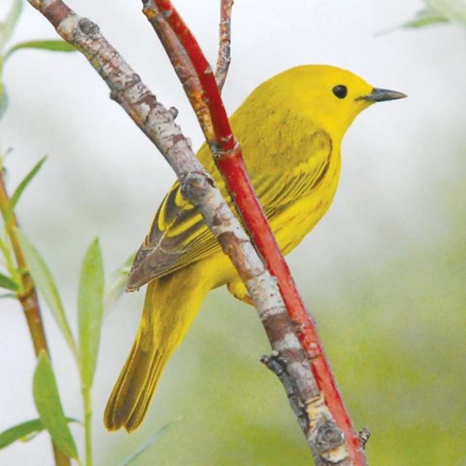 Żółty ptaszek puzzle online
