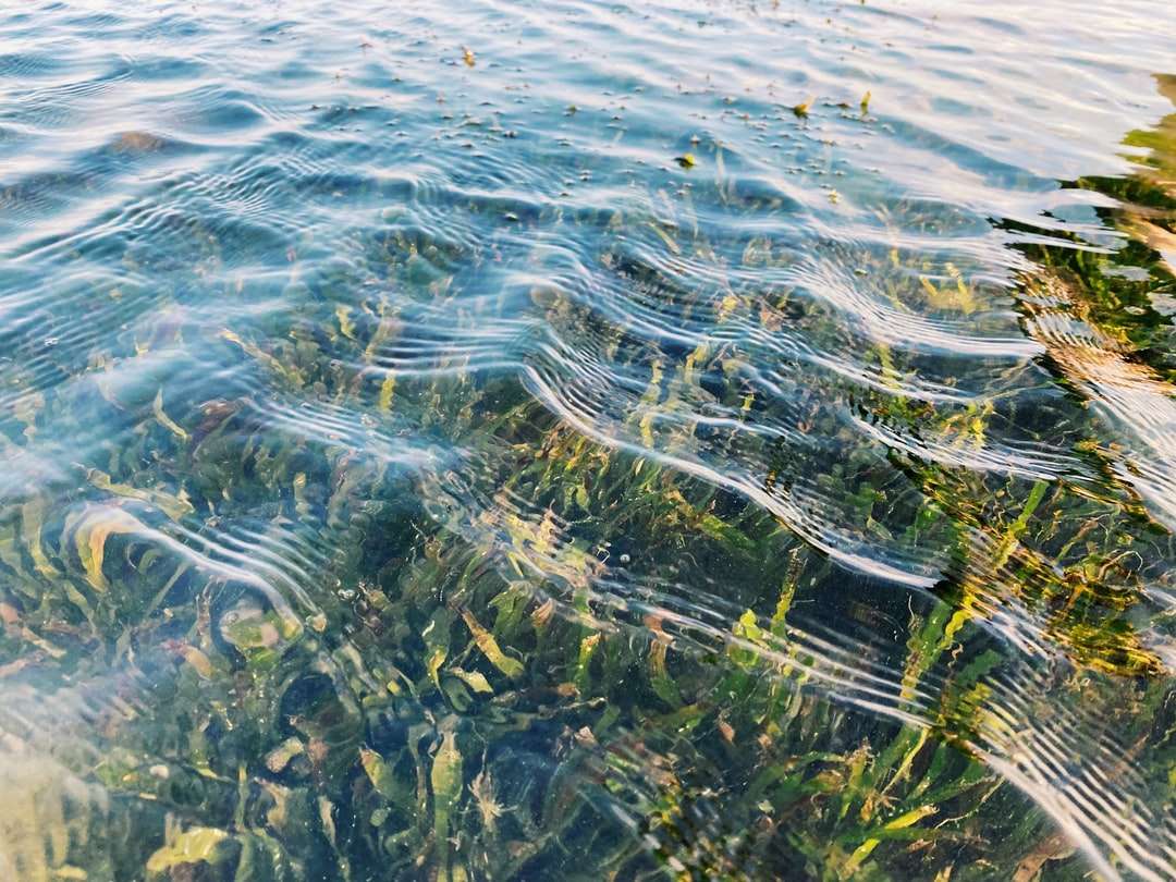 zielona trawa na ciele wody puzzle online