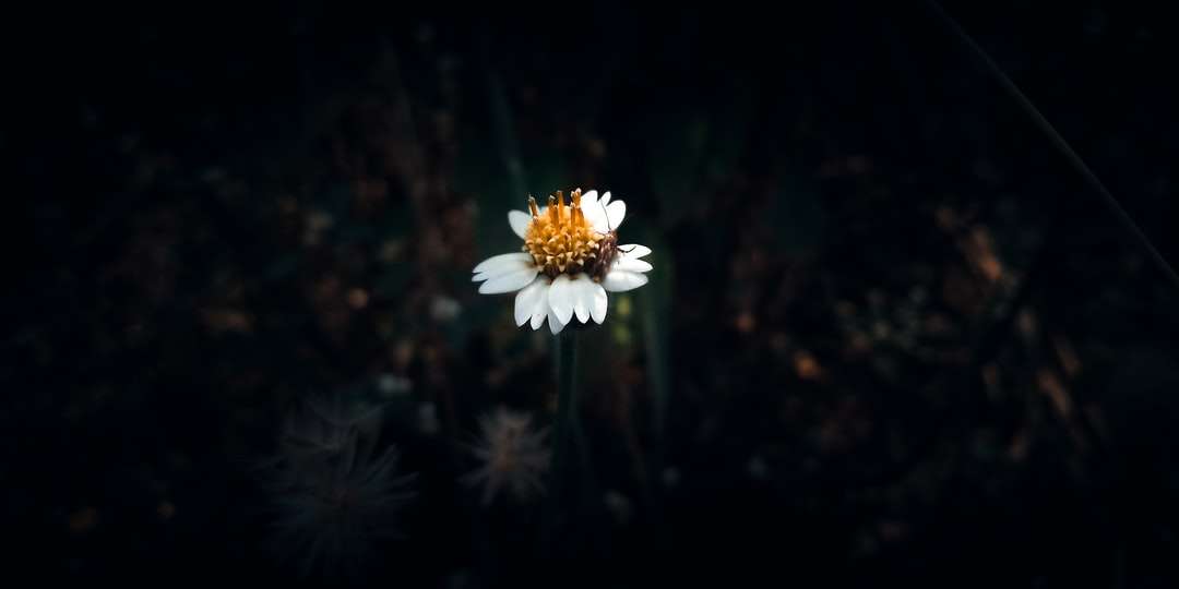Λευκό λουλούδι στο φακό μετατόπισης κλίσης παζλ