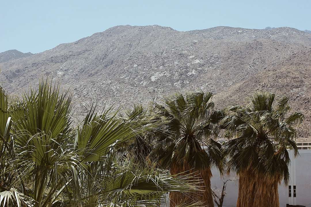 Zielona palma w pobliżu góry w ciągu dnia puzzle online