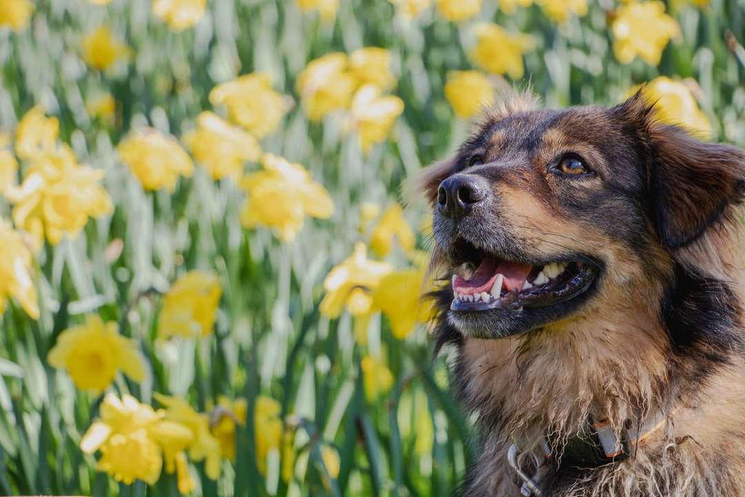Brązowy i czarny długi pies na polu zielonej trawy puzzle online